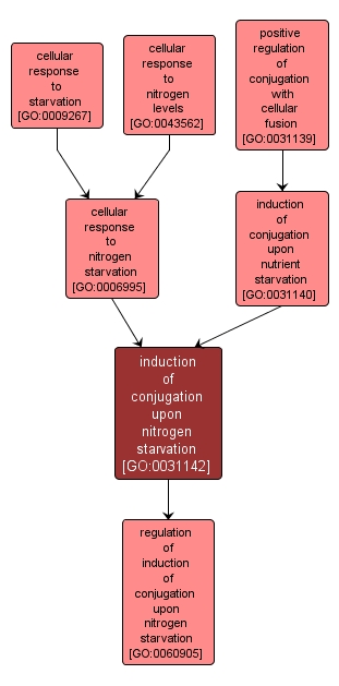 GO:0031142 - induction of conjugation upon nitrogen starvation (interactive image map)