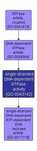 GO:0043142 - single-stranded DNA-dependent ATPase activity (interactive image map)