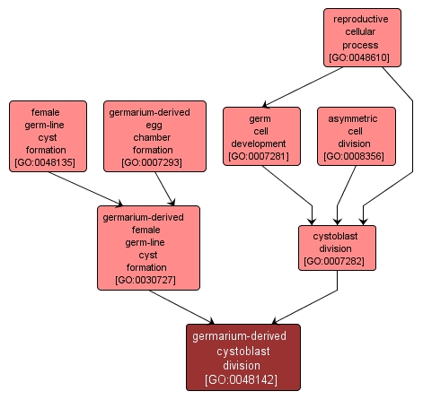 GO:0048142 - germarium-derived cystoblast division (interactive image map)