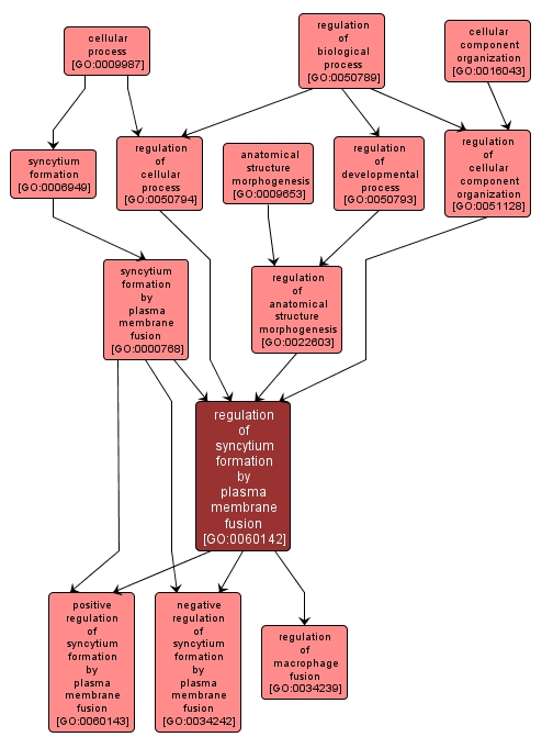 GO:0060142 - regulation of syncytium formation by plasma membrane fusion (interactive image map)