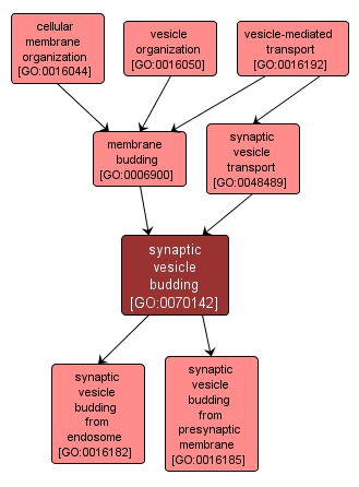 GO:0070142 - synaptic vesicle budding (interactive image map)