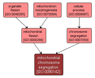 GO:0090142 - mitochondrial chromosome segregation (interactive image map)