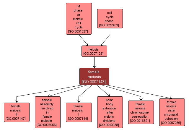 GO:0007143 - female meiosis (interactive image map)