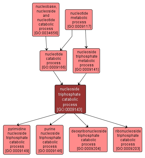 GO:0009143 - nucleoside triphosphate catabolic process (interactive image map)