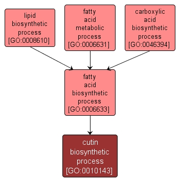 GO:0010143 - cutin biosynthetic process (interactive image map)