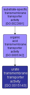 GO:0015143 - urate transmembrane transporter activity (interactive image map)