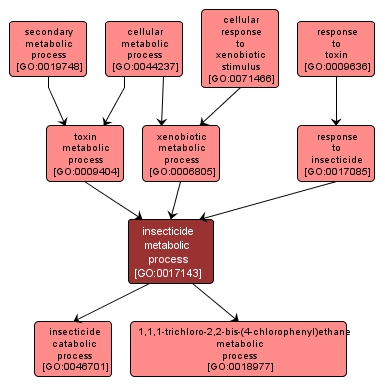 GO:0017143 - insecticide metabolic process (interactive image map)