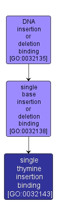 GO:0032143 - single thymine insertion binding (interactive image map)