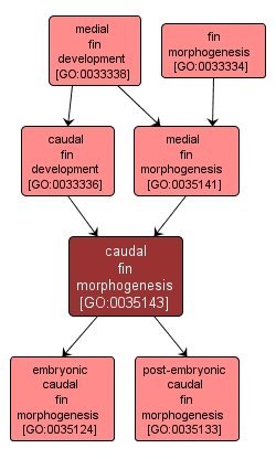 GO:0035143 - caudal fin morphogenesis (interactive image map)