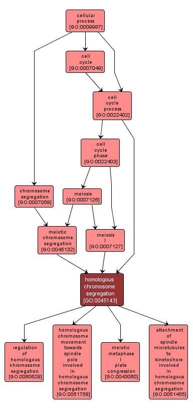 GO:0045143 - homologous chromosome segregation (interactive image map)