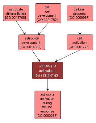 GO:0048143 - astrocyte activation (interactive image map)