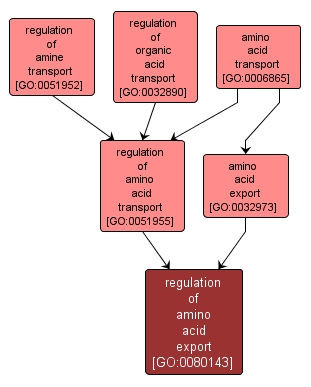 GO:0080143 - regulation of amino acid export (interactive image map)