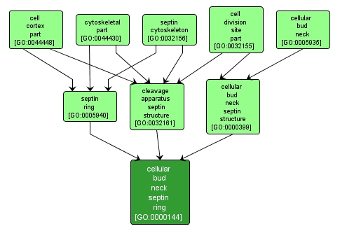 GO:0000144 - cellular bud neck septin ring (interactive image map)