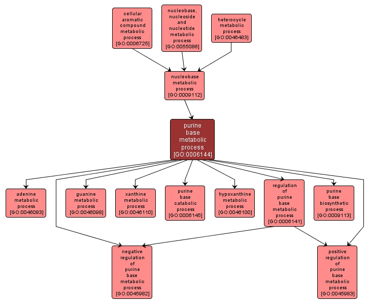 GO:0006144 - purine base metabolic process (interactive image map)