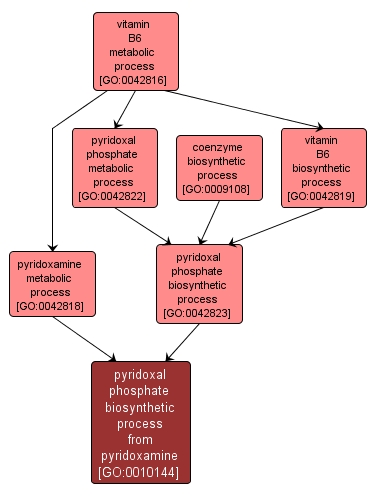 GO:0010144 - pyridoxal phosphate biosynthetic process from pyridoxamine (interactive image map)
