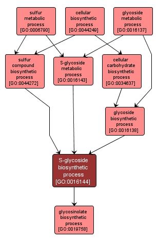 GO:0016144 - S-glycoside biosynthetic process (interactive image map)