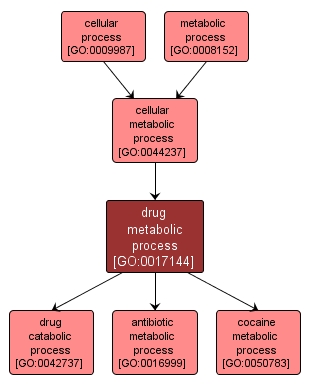 GO:0017144 - drug metabolic process (interactive image map)