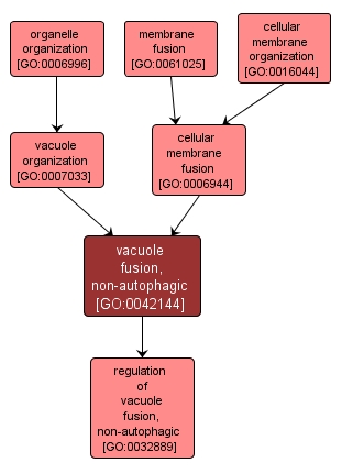 GO:0042144 - vacuole fusion, non-autophagic (interactive image map)