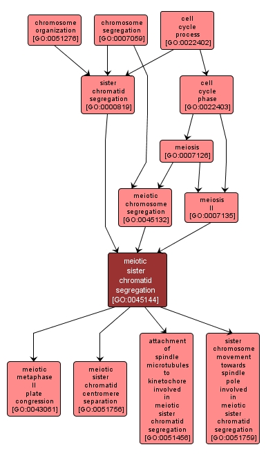 GO:0045144 - meiotic sister chromatid segregation (interactive image map)