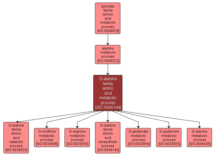 GO:0046144 - D-alanine family amino acid metabolic process (interactive image map)