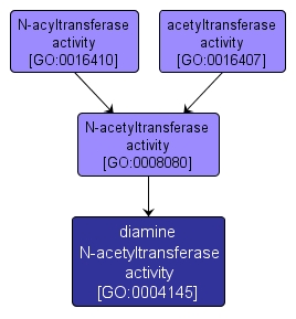 GO:0004145 - diamine N-acetyltransferase activity (interactive image map)