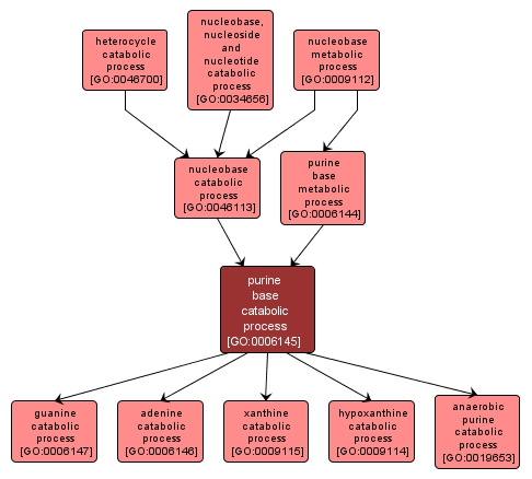 GO:0006145 - purine base catabolic process (interactive image map)