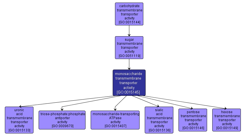 GO:0015145 - monosaccharide transmembrane transporter activity (interactive image map)