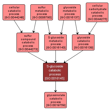 GO:0016145 - S-glycoside catabolic process (interactive image map)
