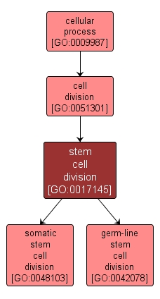 GO:0017145 - stem cell division (interactive image map)