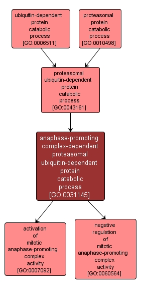 GO:0031145 - anaphase-promoting complex-dependent proteasomal ubiquitin-dependent protein catabolic process (interactive image map)