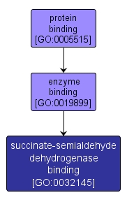 GO:0032145 - succinate-semialdehyde dehydrogenase binding (interactive image map)