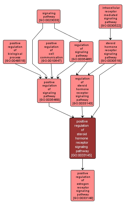 GO:0033145 - positive regulation of steroid hormone receptor signaling pathway (interactive image map)