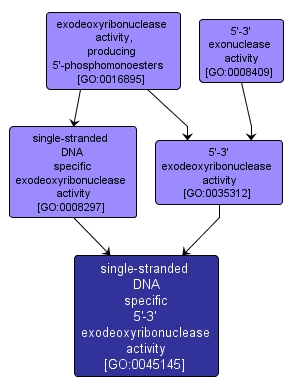 GO:0045145 - single-stranded DNA specific 5'-3' exodeoxyribonuclease activity (interactive image map)