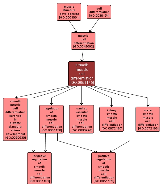 GO:0051145 - smooth muscle cell differentiation (interactive image map)