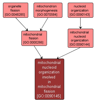 GO:0090145 - mitochondrial nucleoid organization involved in mitochondrial fission (interactive image map)