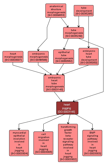 GO:0003146 - heart jogging (interactive image map)