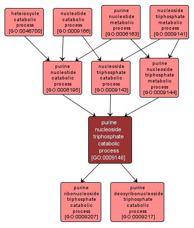 GO:0009146 - purine nucleoside triphosphate catabolic process (interactive image map)