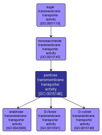 GO:0015146 - pentose transmembrane transporter activity (interactive image map)