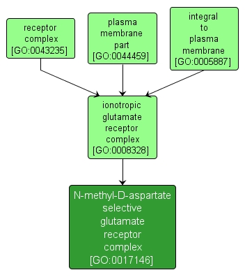 GO:0017146 - N-methyl-D-aspartate selective glutamate receptor complex (interactive image map)