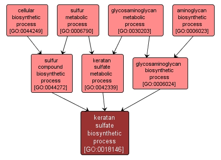 GO:0018146 - keratan sulfate biosynthetic process (interactive image map)