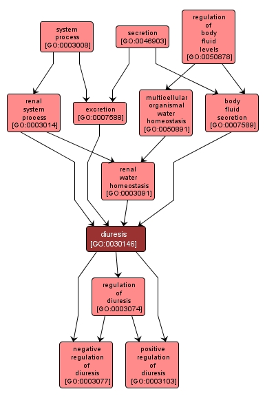 GO:0030146 - diuresis (interactive image map)