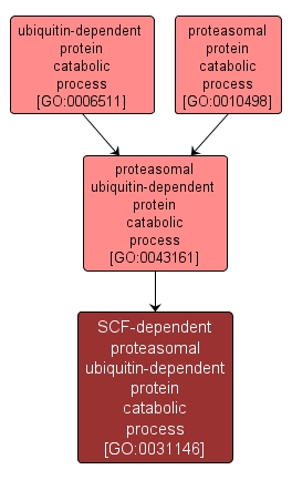 GO:0031146 - SCF-dependent proteasomal ubiquitin-dependent protein catabolic process (interactive image map)