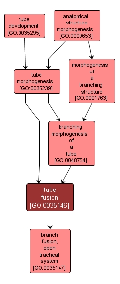 GO:0035146 - tube fusion (interactive image map)