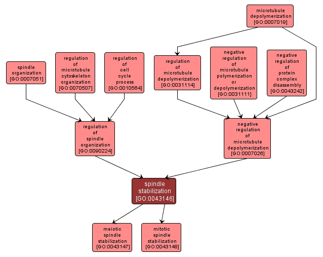 GO:0043146 - spindle stabilization (interactive image map)