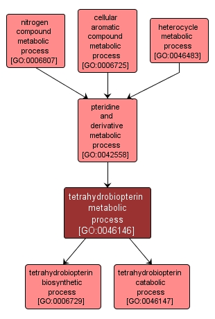 GO:0046146 - tetrahydrobiopterin metabolic process (interactive image map)
