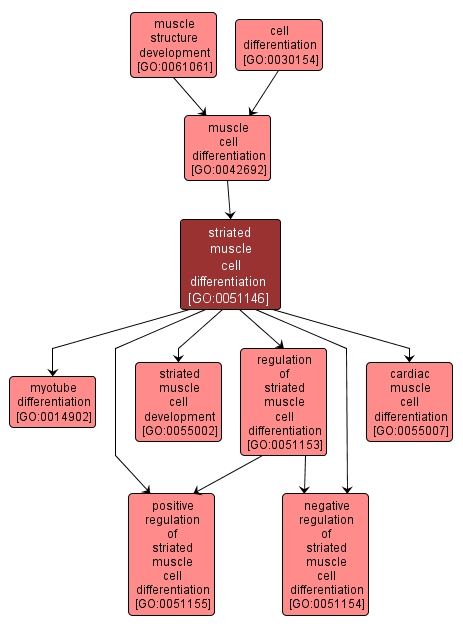 GO:0051146 - striated muscle cell differentiation (interactive image map)