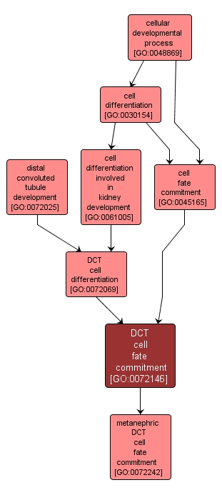 GO:0072146 - DCT cell fate commitment (interactive image map)