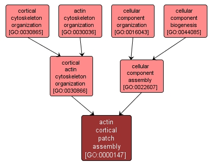 GO:0000147 - actin cortical patch assembly (interactive image map)