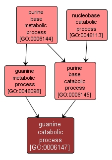 GO:0006147 - guanine catabolic process (interactive image map)