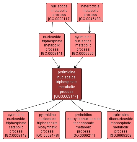 GO:0009147 - pyrimidine nucleoside triphosphate metabolic process (interactive image map)